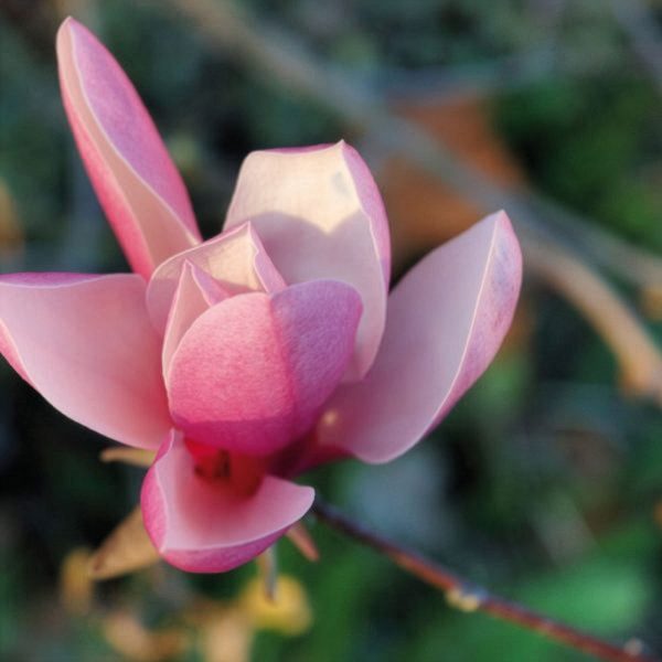 Flor rosa de magnólia representando aromaterapia clínica no contexto das análises clínicas