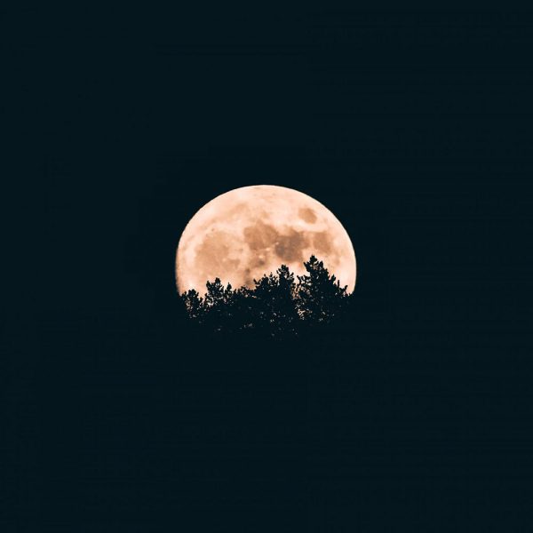 Lua cheia sobre silhueta de árvores representando a dimensão energética e protetora dos óleos essenciais