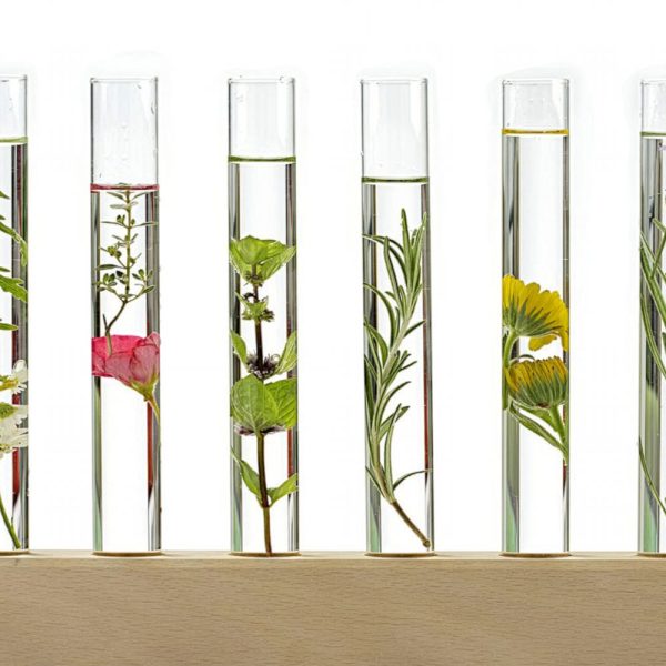 Tubos de ensaio com plantas e flores imersas em líquido representando hidrolatoterapia
