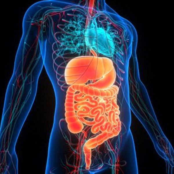 Ilustração anatómica do sistema digestivo humano mostrando estômago e intestinos