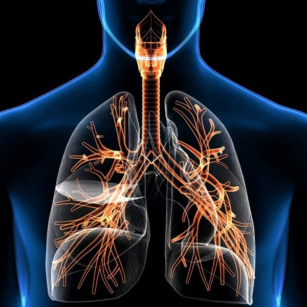Ilustração anatómica do sistema respiratório humano mostrando pulmões e vias respiratórias