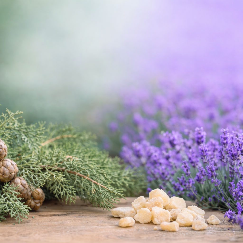 Frankincense resin with cypress branches and lavender flowers on a wooden surface