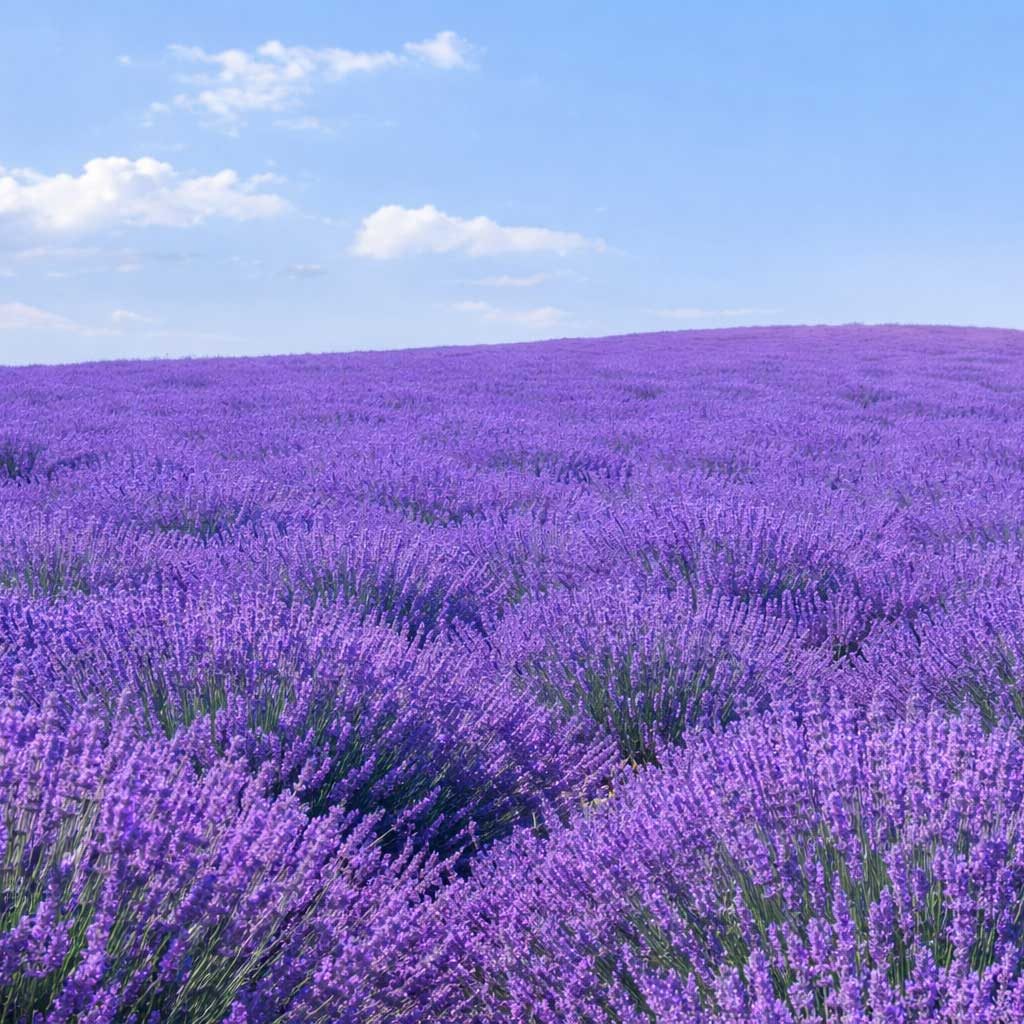 Wide view of a lavender field in full bloom under a blue sky